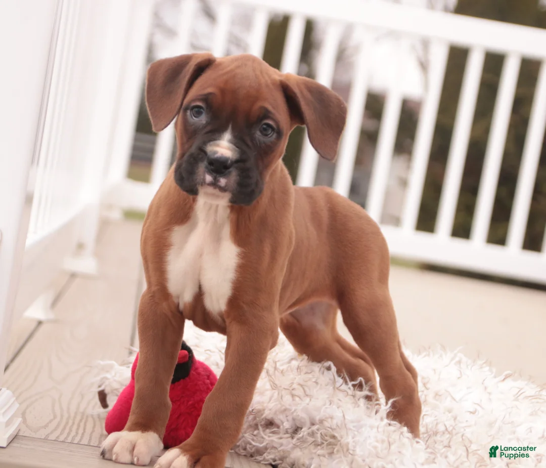 Boxer dogs for sale: Avery - Ad 5