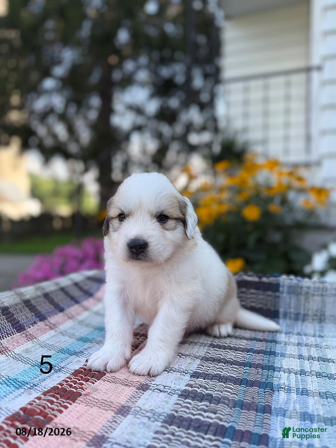 Great Pyrenees dogs Clark - Ad 2