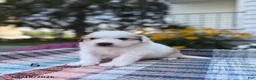 Great Pyrenees dogs for sale: Clark - Ad 2