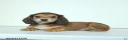 Miniature Dachshund dogs for sale: Donny - Ad 4