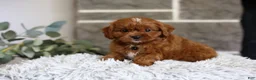Cavapoo dogs for sale: Elliot - Ad 4