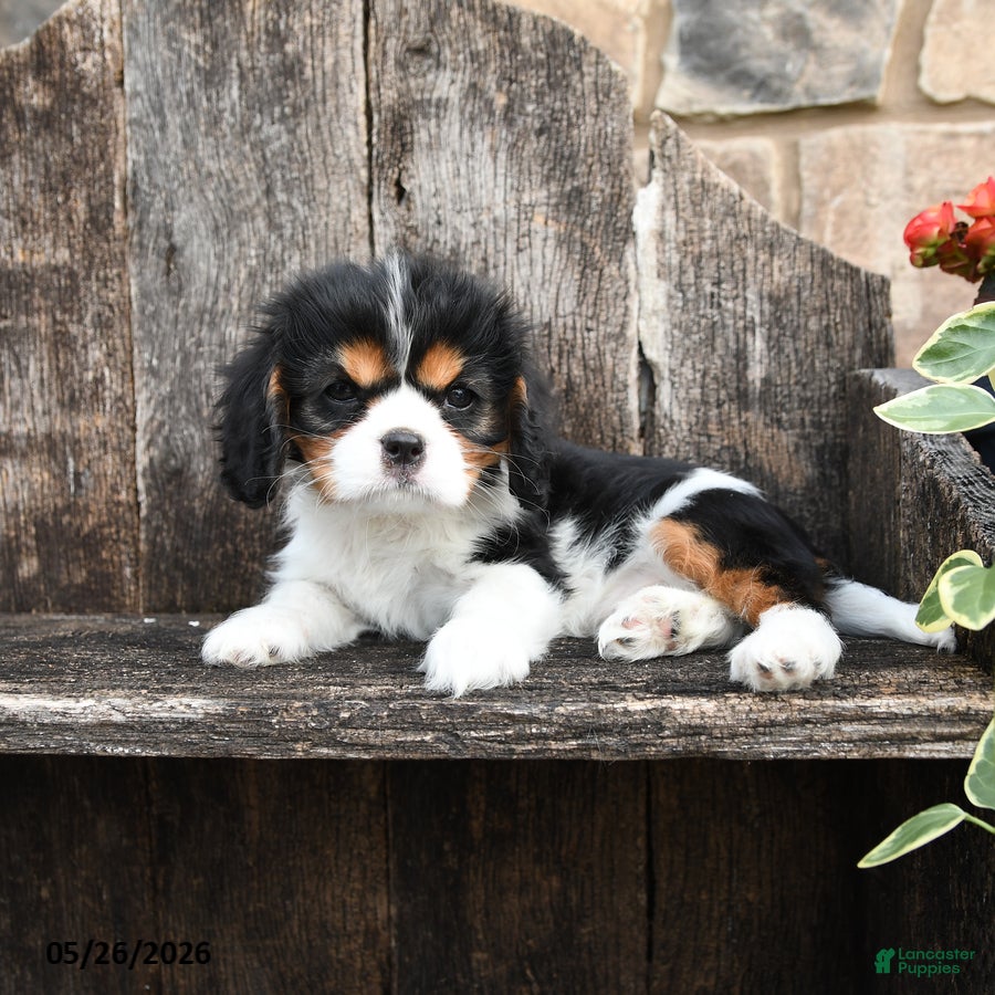 Cavalier King Charles Spaniel dogs for sale: Elsa - Ad 3