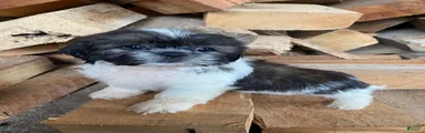 Otis