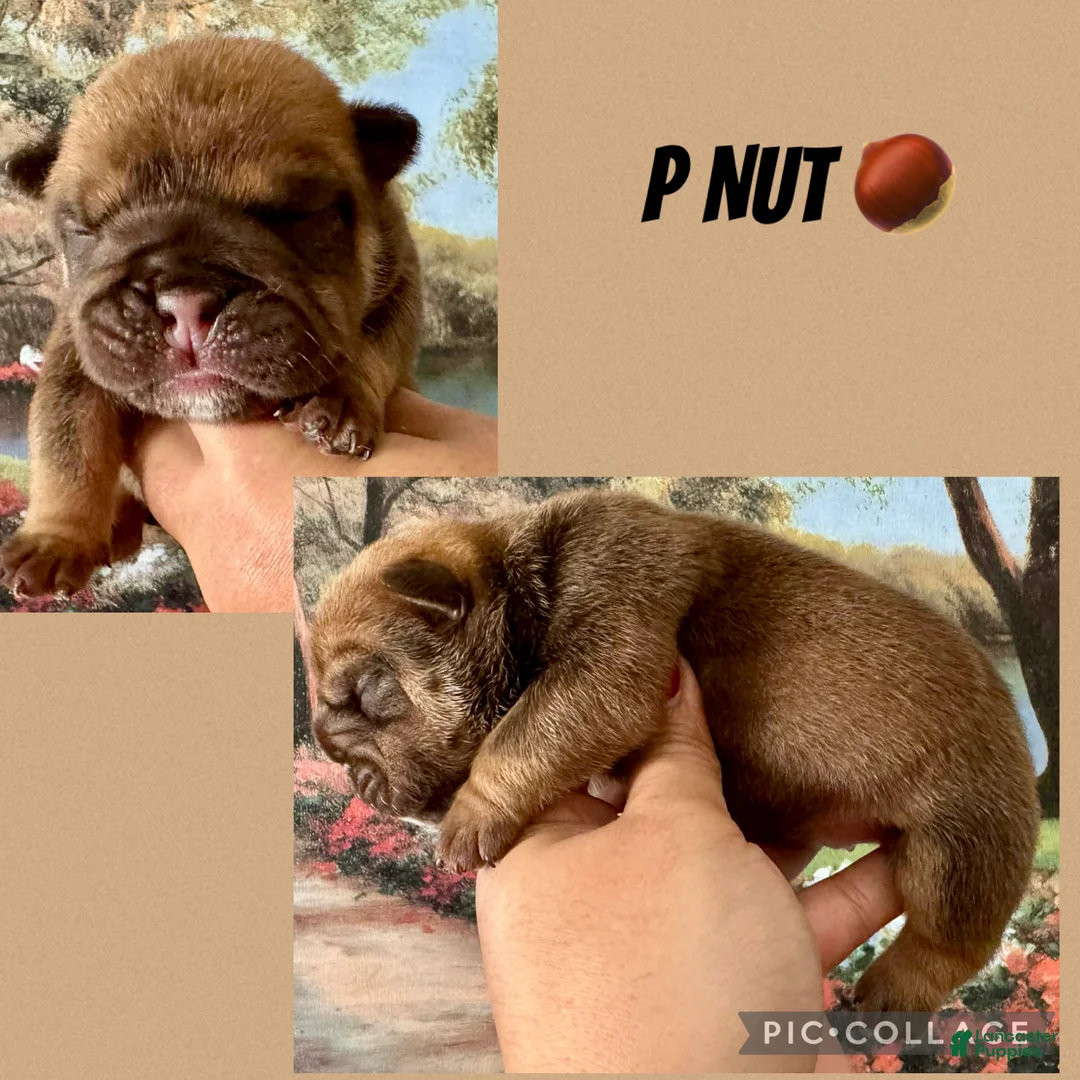 English Bulldog dogs for sale: English Bulldog Puppy 1 - Ad 3