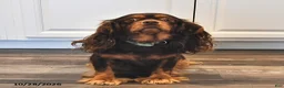 Cavalier King Charles Spaniel dogs for sale: Indigo - Ad 4