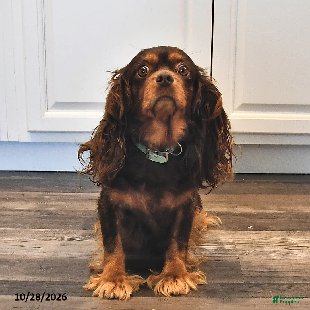 Cavalier King Charles Spaniel dogs for sale: Indigo - Ad 4
