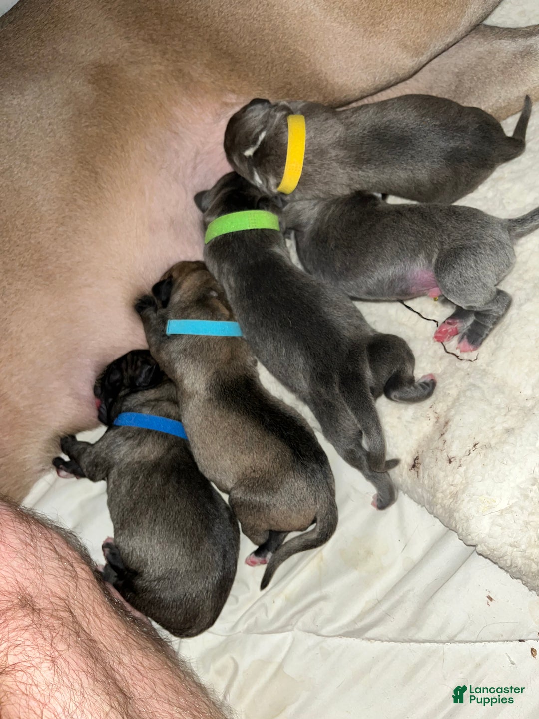 Cane Corso dogs for sale: Cane Corso Litter - Blue Dilutes - Ad 1