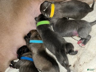 Cane Corso dogs Cane Corso Litter - Blue Dilutes - Ad 36