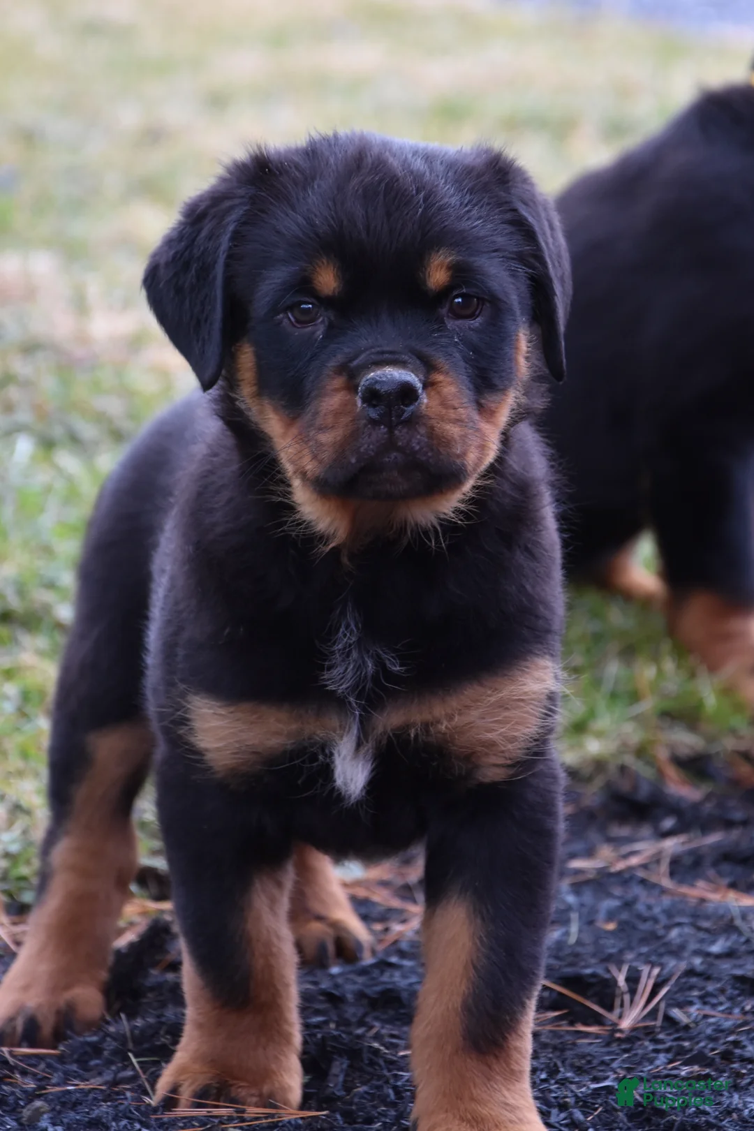 Rottweiler dogs for sale: Renley - Ad 1