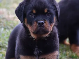 Rottweiler dogs Renley - Ad 30