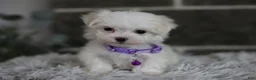 Maltipoo dogs for sale: Rue - Ad 6