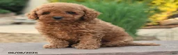Miniature Poodle dogs for sale: Everest - Ad 4