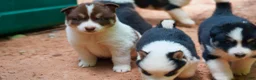 Mixed Breed dogs for sale: Mixed Breed 1 - Ad 3