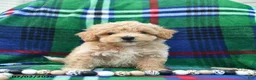 Bichpoo dogs for sale: Hero  - Ad 3