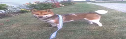 Shiba Inu dogs for sale: Jean - Ad 6