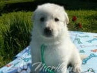 German Shepherd dogs - Ad 19