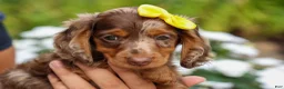 Miniature Dachshund dogs for sale: Ike💙 - Ad 7
