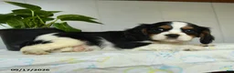 Cavalier King Charles Spaniel dogs for sale: Peter - Ad 3