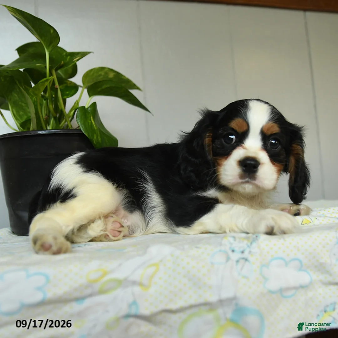 Cavalier King Charles Spaniel dogs for sale: Peter - Ad 3