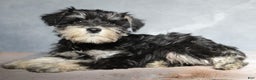 Miniature Schnauzer dogs for sale: Tristen - Ad 2