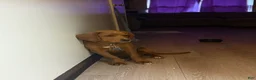 Mixed Breed dogs for sale: Barney  - Ad 3