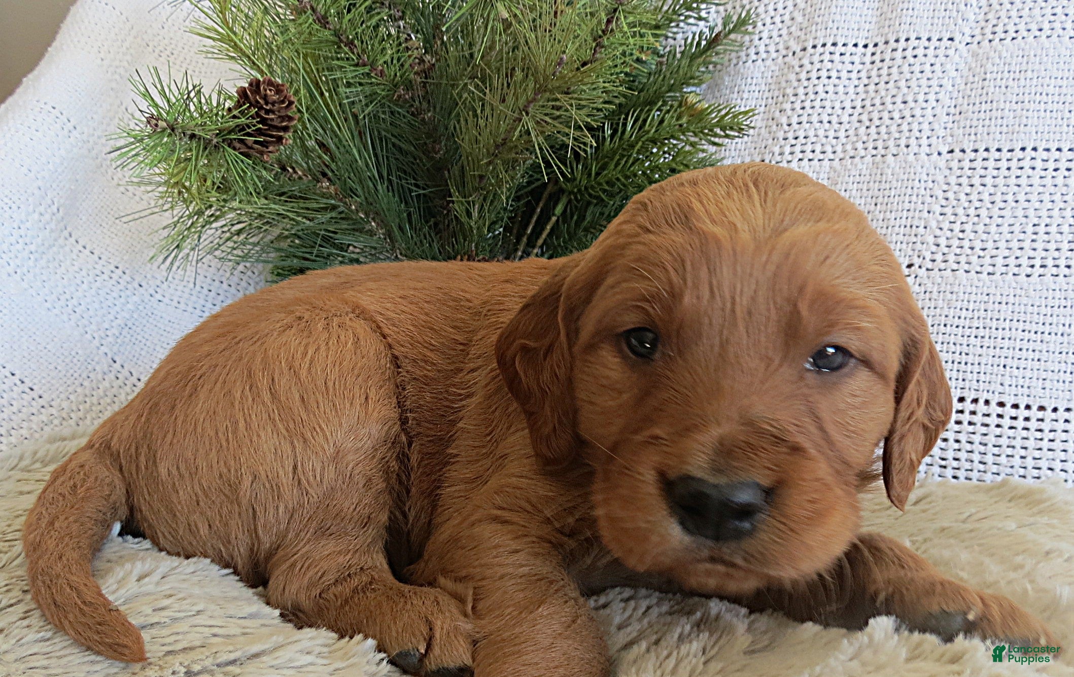 Mixed Breed dogs Mr. Light Green - Ad 2