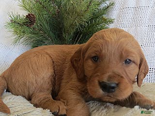 Mixed Breed dogs Mr. Light Green - Ad 39