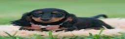 Miniature Dachshund dogs for sale: Black Betty - Ad 5