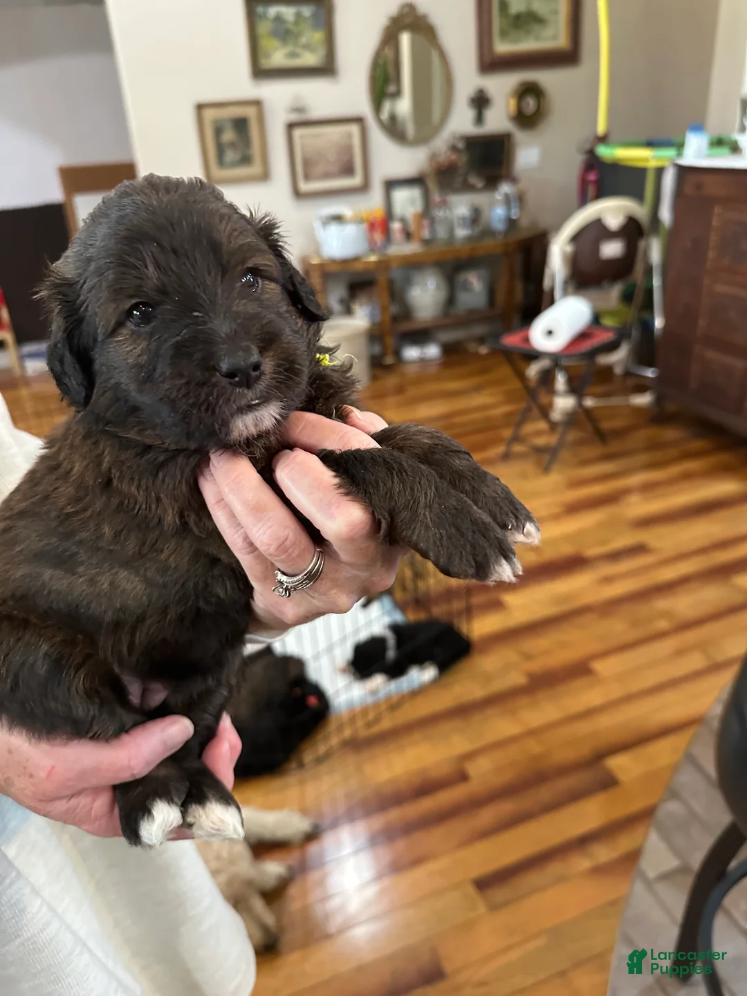 Mixed Breed dogs for sale: Female # 6 English Shepherd Doodle - Ad 3