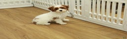 Cavapoo dogs for sale: Mia - Ad 12