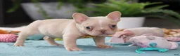 French Bulldog dogs for sale: Jared - Ad 5