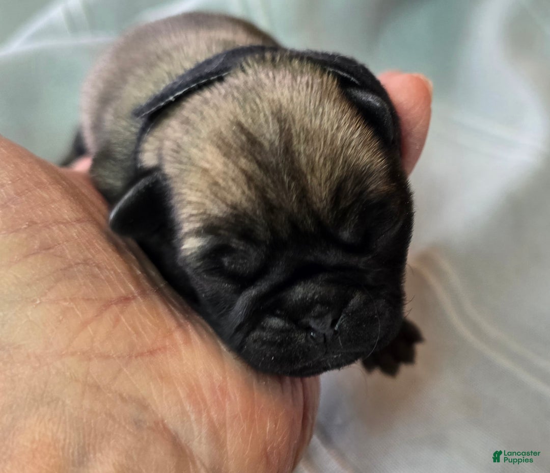 Pug dogs for sale: Levon - Ad 2