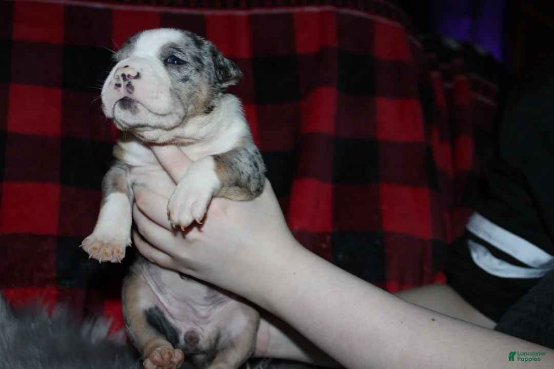 American Bully dogs for sale: Daisy Doo - Ad 6