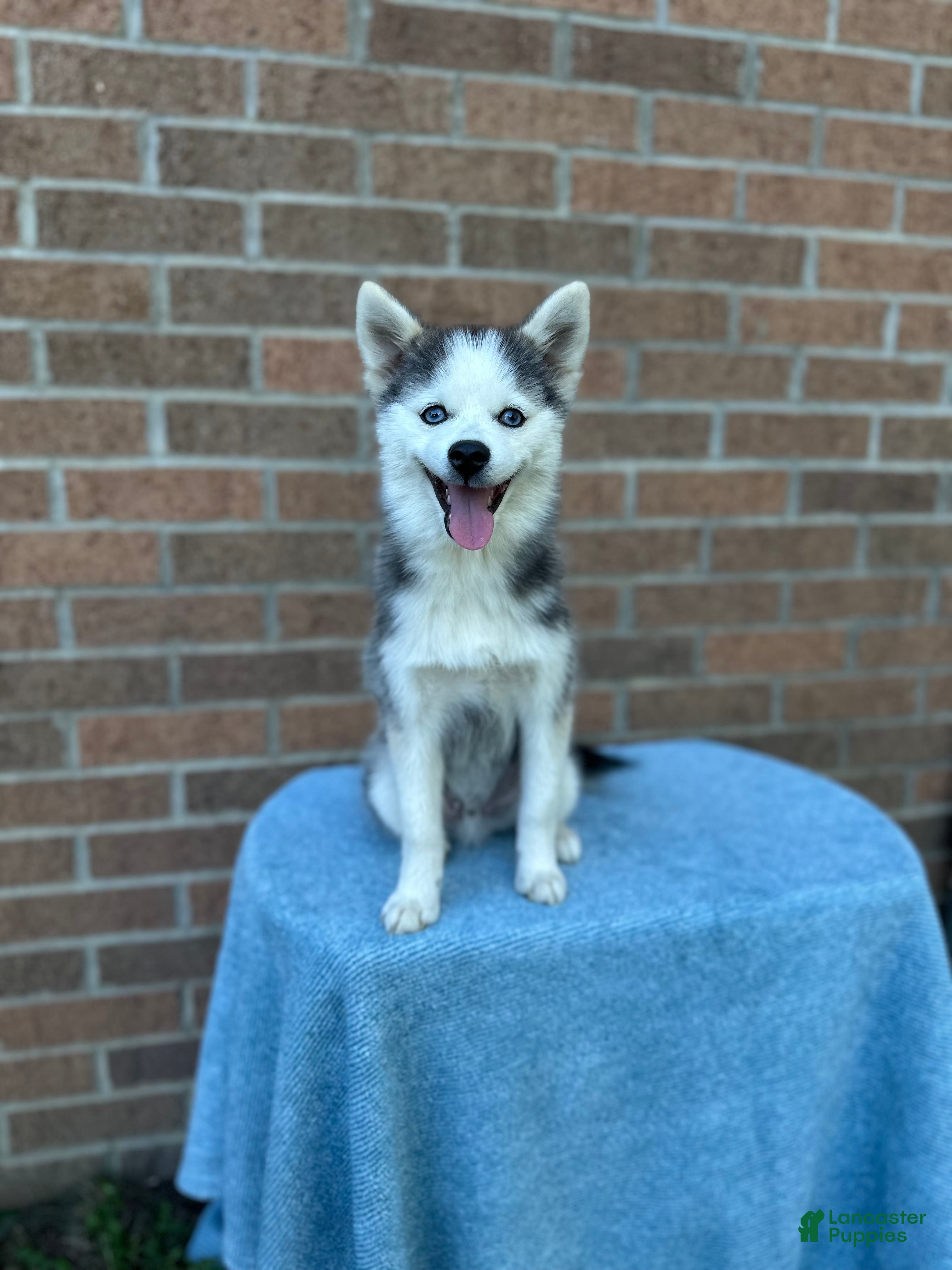 Pomsky dogs Scout - Ad 2