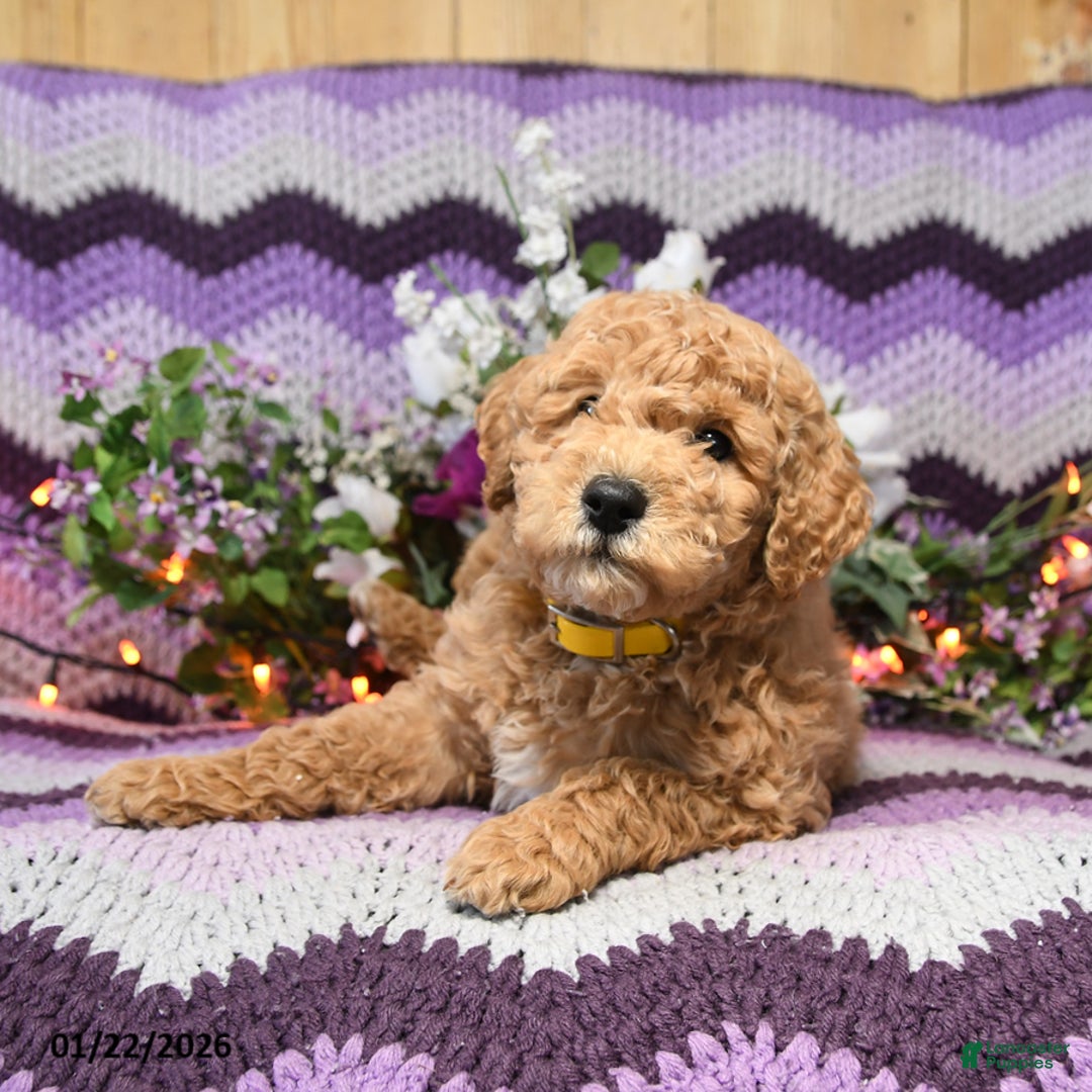Mini Goldendoodle dogs for sale: Chesso - Ad 3