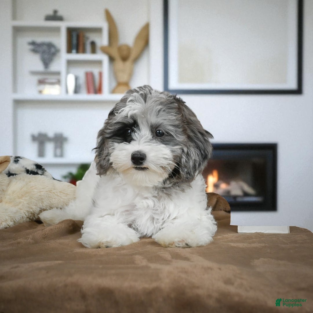 Maltipoo dogs for sale: ROSIE - Ad 5