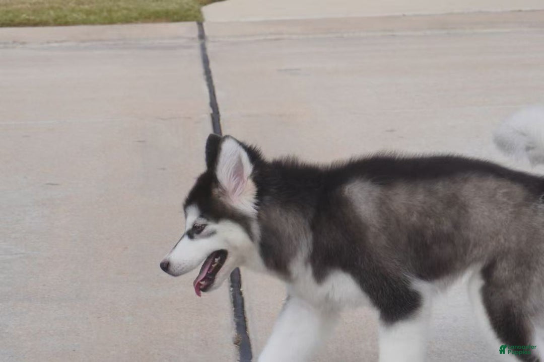 Alaskan Malamute dogs for sale: Xiao Cheng - Ad 17