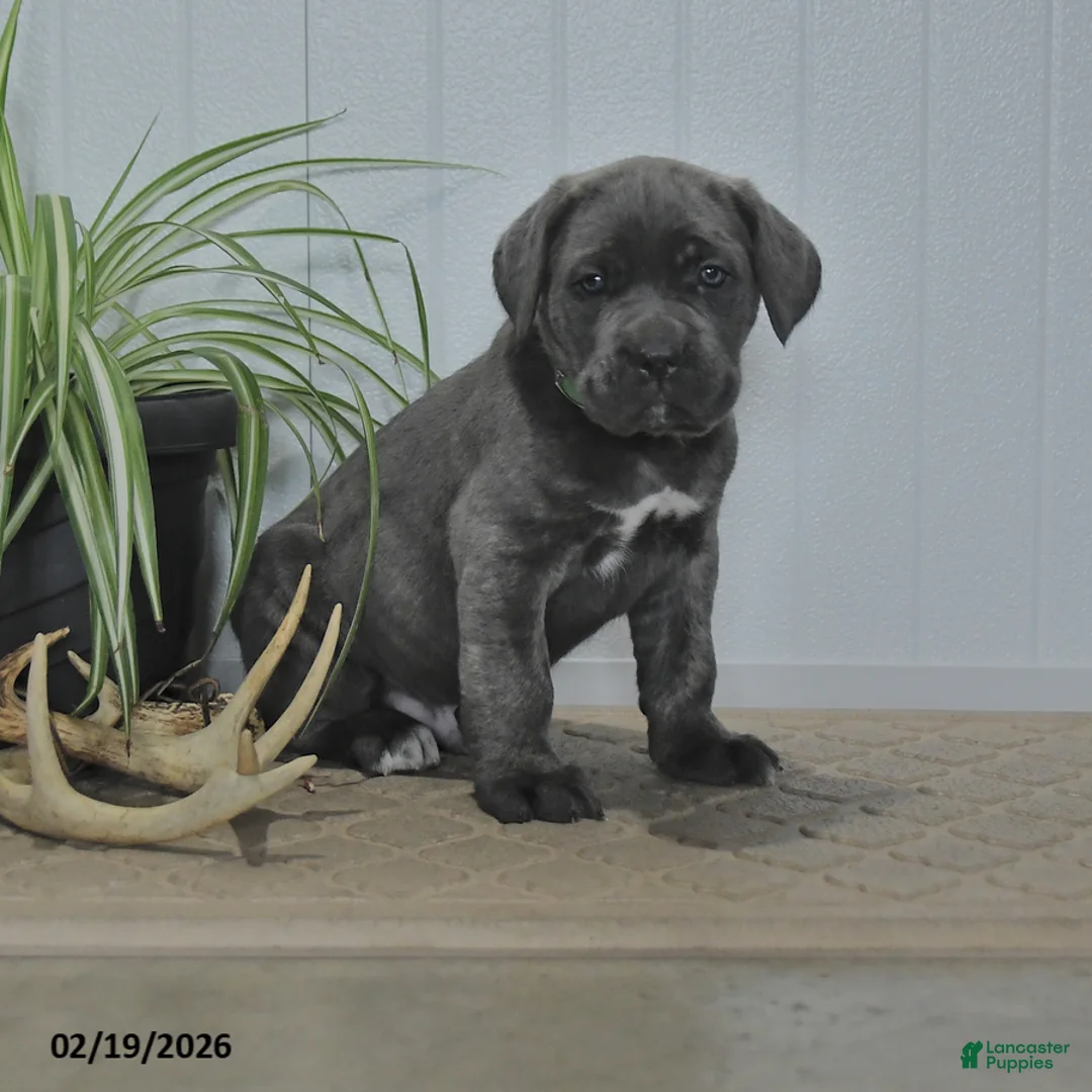 Cane Corso dogs for sale: Gallant - Ad 1
