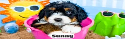 Bernedoodle dogs for sale: Sunny - Ad 10
