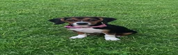 Beagle dogs for sale: Beagle 1 - Ad 2