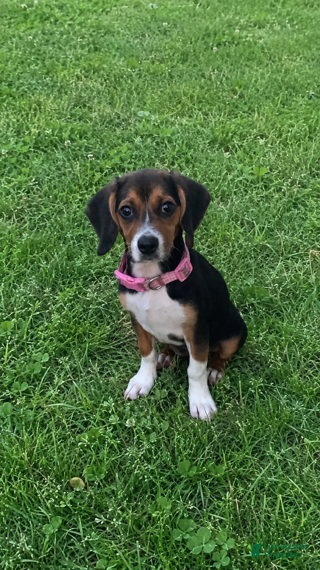 Beagle dogs for sale: Beagle 1 - Ad 2