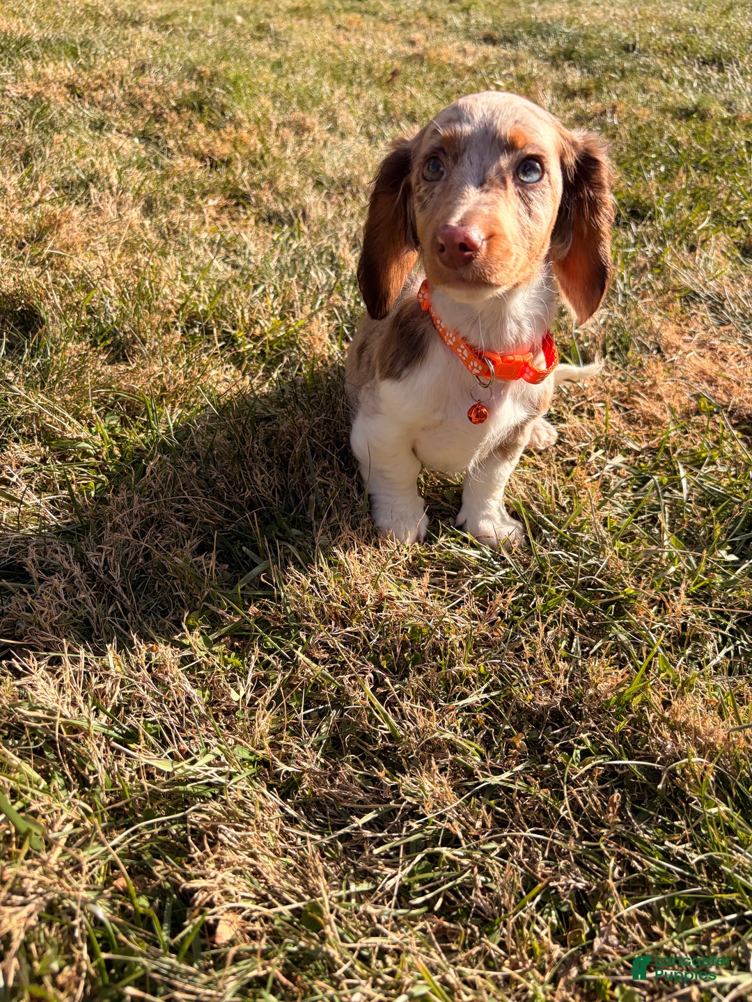 Miniature Dachshund dogs for sale: Scooby Doo - Ad 2