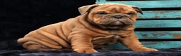 English Bulldog dogs for sale: Scarlett - Ad 9