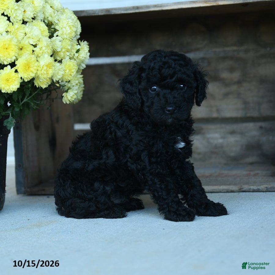 Shihpoo dogs Gus - Ad 2