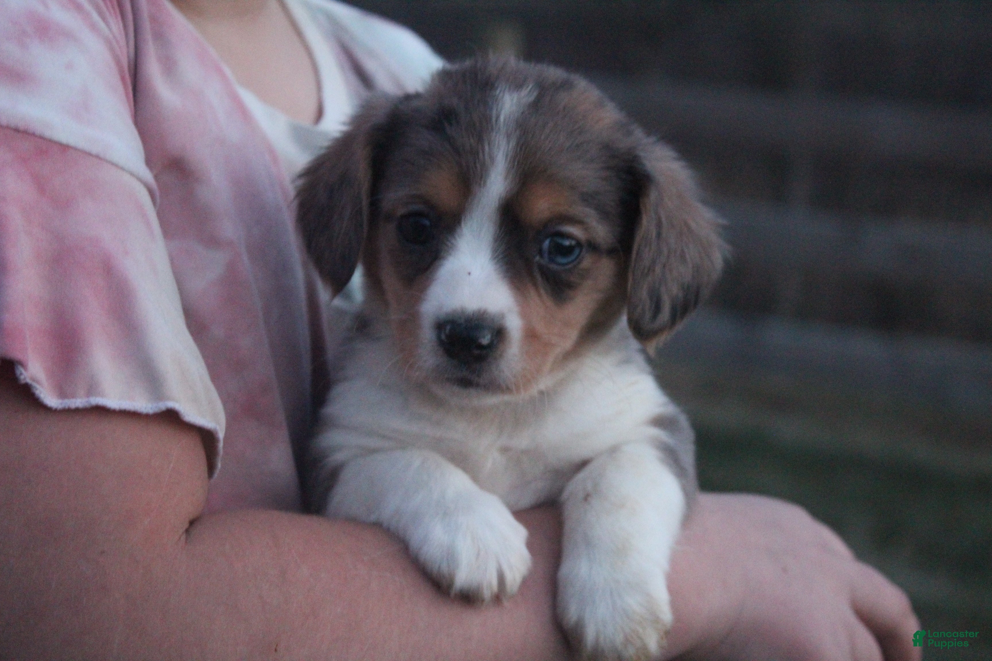 Mixed Breed dogs Abriana - Ad 7