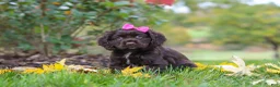 Cocker Spaniel dogs for sale: Autumn - Ad 4