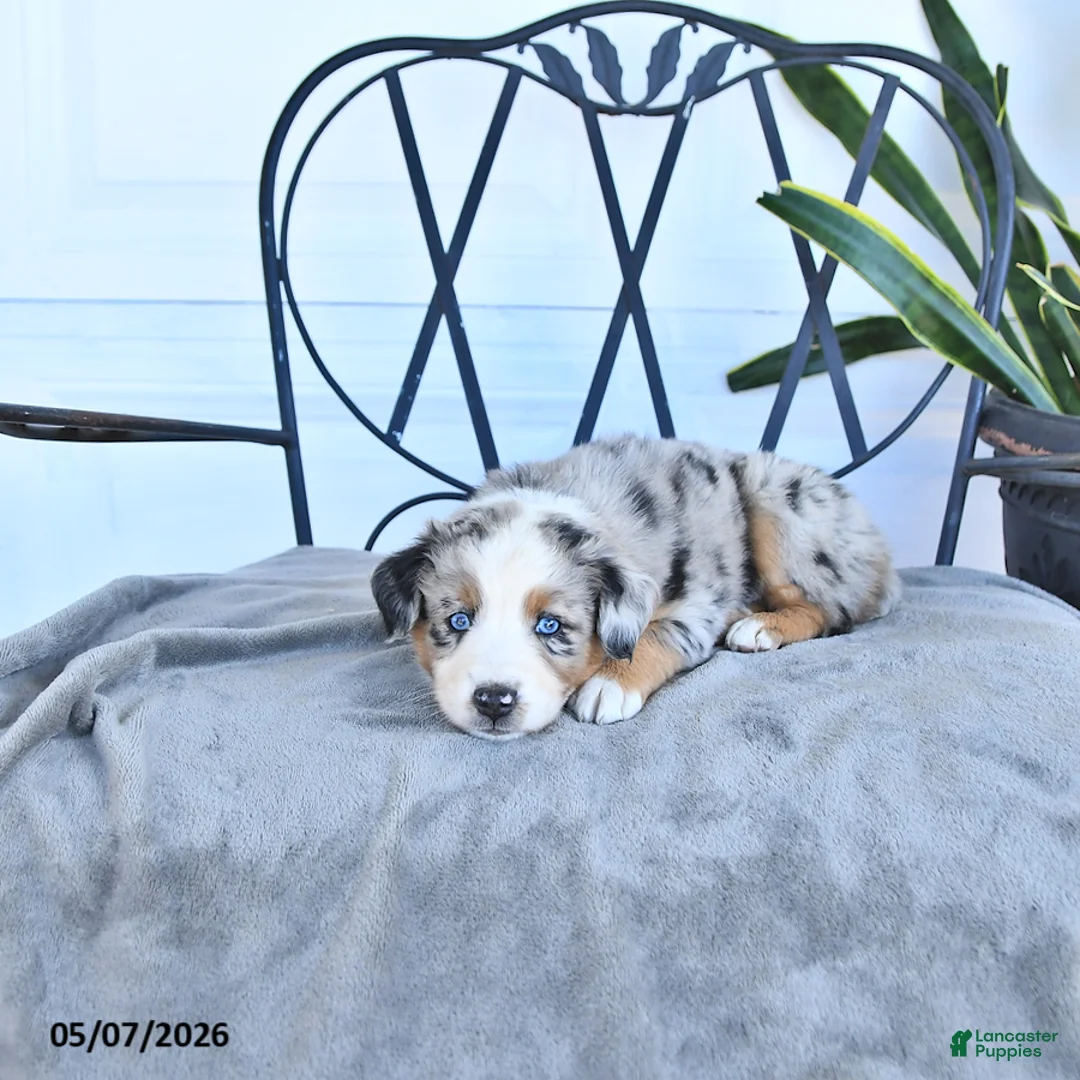 Australian Shepherd dogs for sale: Arthur - Ad 2