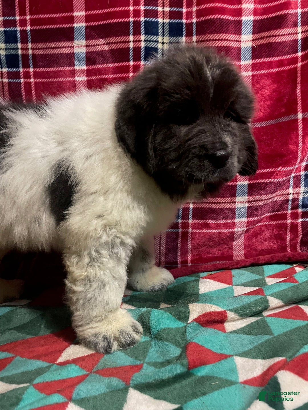 Newfoundland dogs for sale: Newfoundland Puppy 3 - Ad 12
