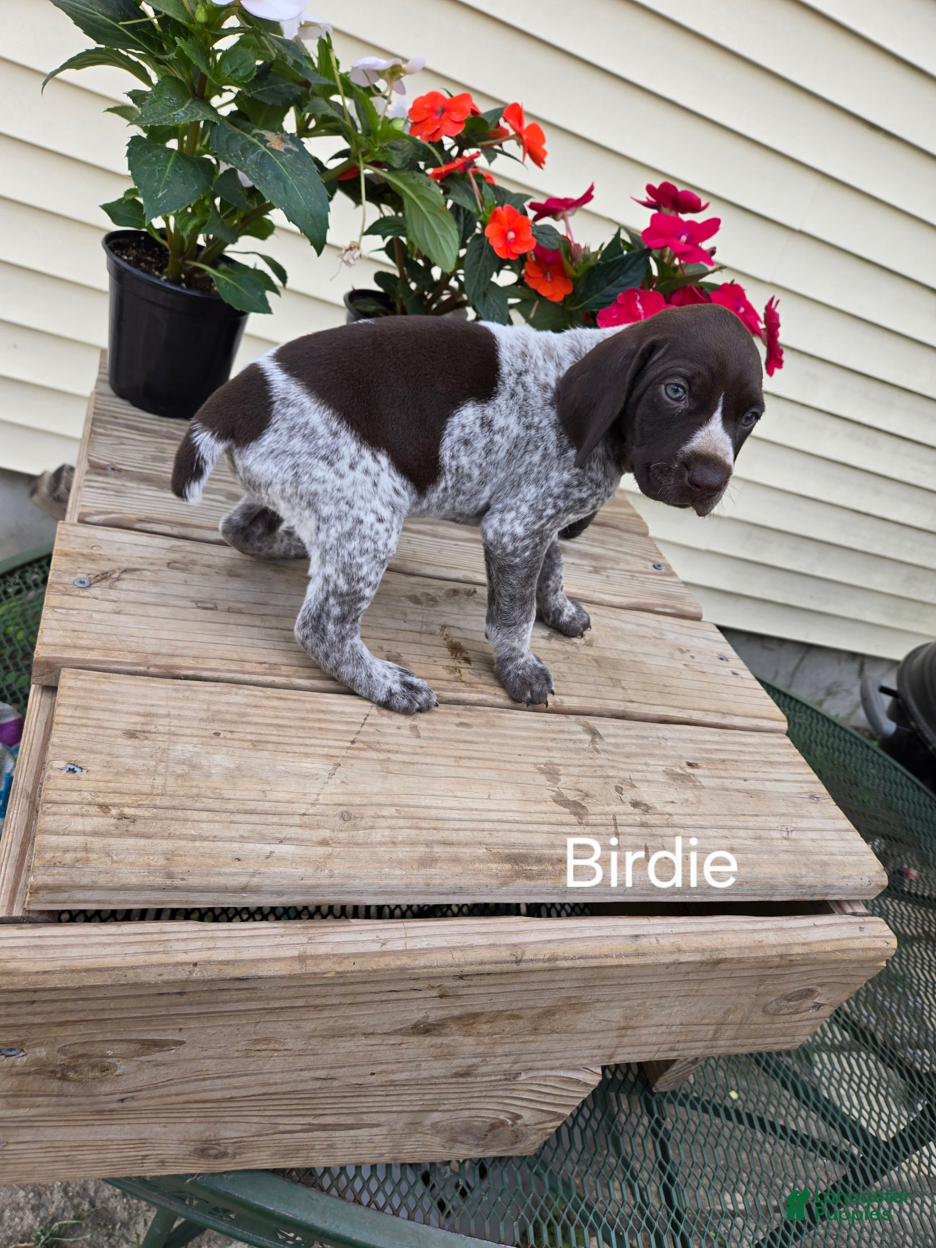 German Shorthaired Pointer dogs Birdie  - Ad 1