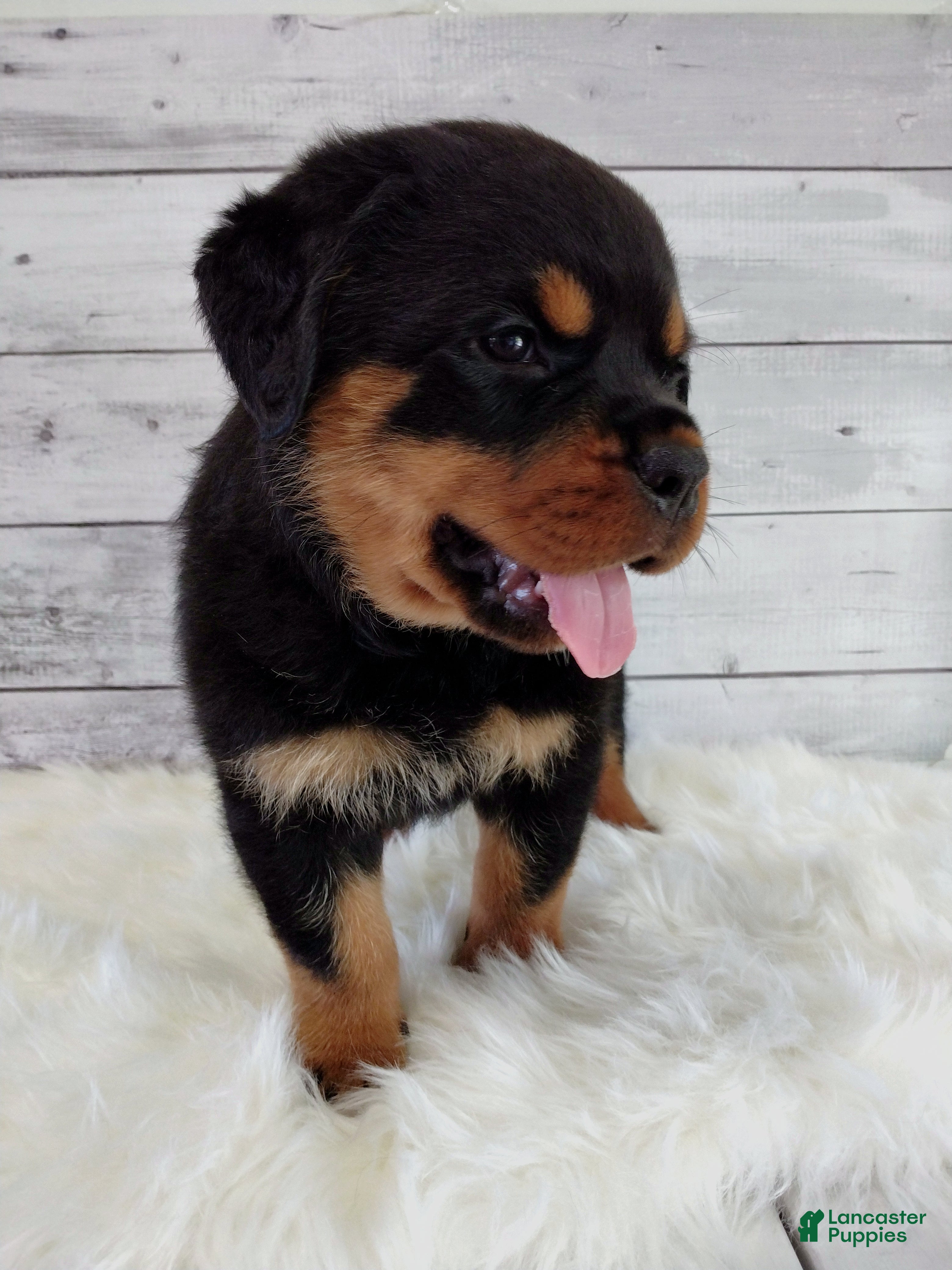 Rottweiler dogs Rambo  - Ad 1